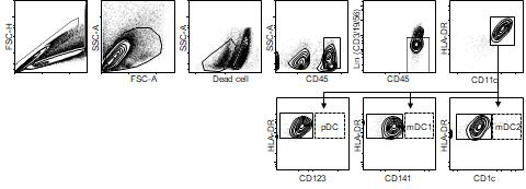 루푸스 신염 환자의 소변 CD11c+ 대식세포 분석 (gating strategy)