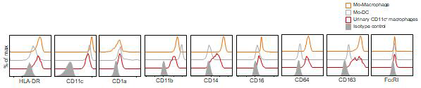 소변 CD11c+ 대식세포의 표현형