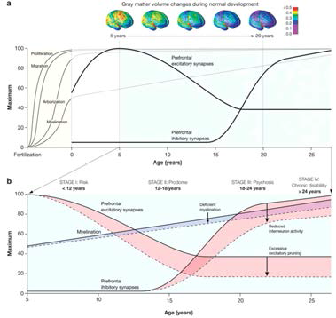 Brain development