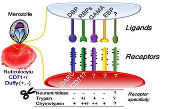 삼일열원충의 적혈구 감염시 중요한 리간드-수용체 결합 모델