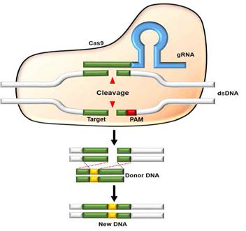 CRISPR/Cas9 모식도