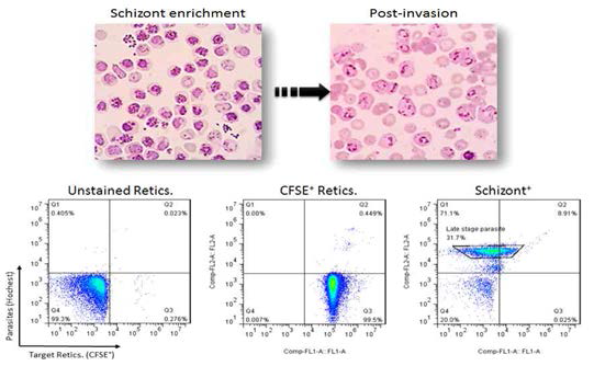 FACS를 이용한 말라리아 원충의 적혈구 재감염 억제율 분석