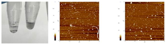 polycharged peptide를 이용한 SWNT의 분산(왼쪽)과 원자현미경 이미지(오른쪽)