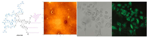 형광 약물과 결합한 야누스 덴드리머 펩타이드, 조립 양상 및 세포 내 약물 전달