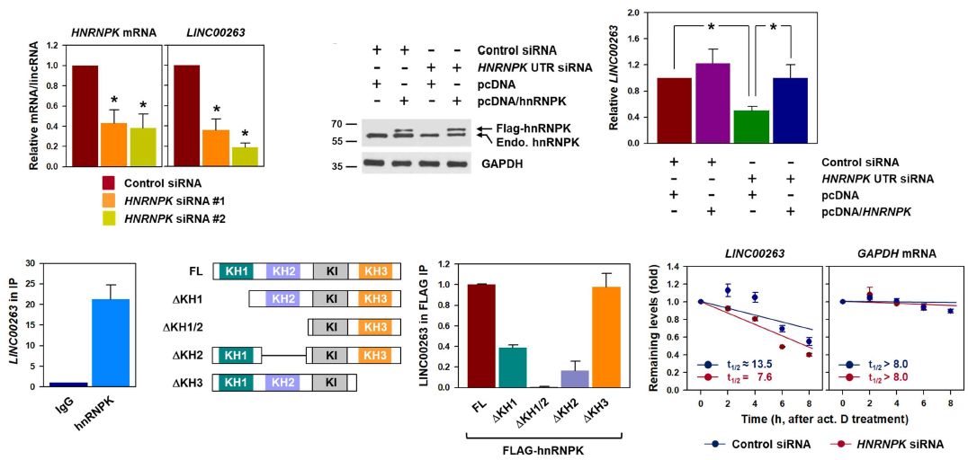 hnRNPK에 의한 LINC00263의 발현조절 기전