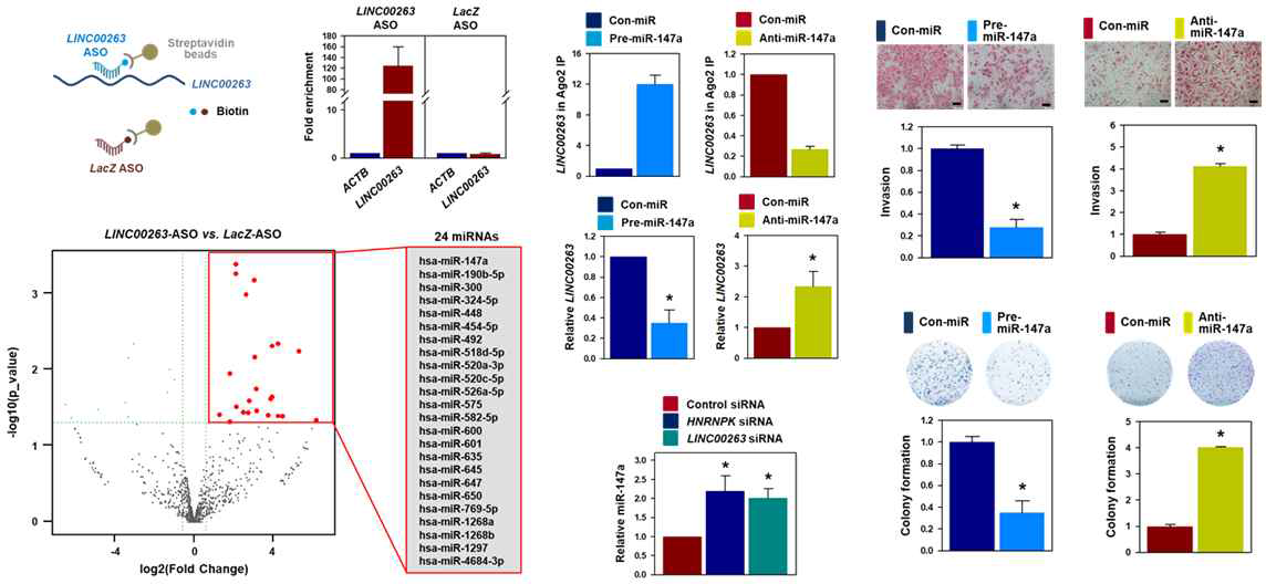 hnRNPK/LINC00263의 miR-147a의 ceRNA로서의 기능 및 악성화 조절