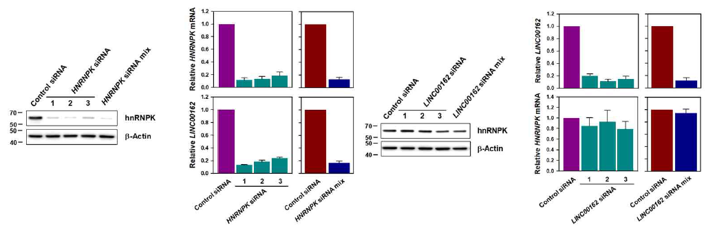 hnRNPK/LINC00162의 조절 확인