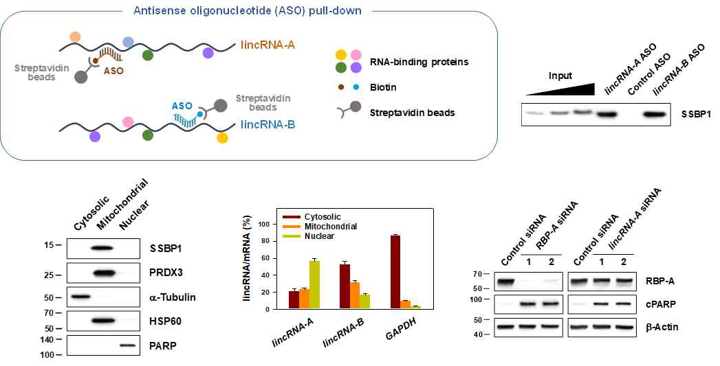 ASO-PD을 이용한 긴비암호화 RNA 결합단백질 선정