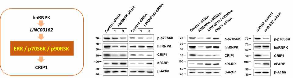 p70S6K 신호전달과 hnRNPK/LIN00162 작용기전의 연관성 확인