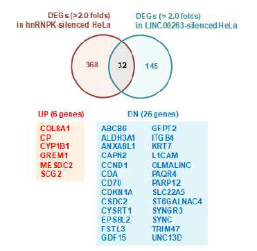 hnRNPK와 LINC00263의 공통 표적유전자