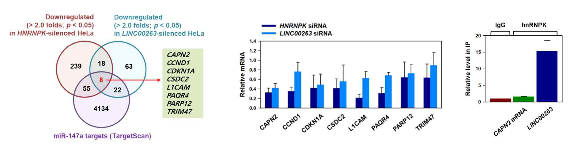 hnRNPK와 LINC00263의 공통 표적유전자 선발