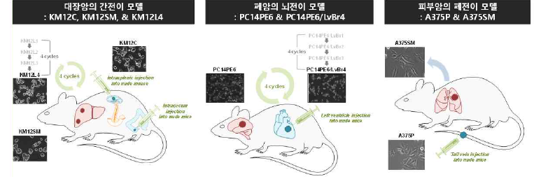 전이능 조절용 circRNA 선별을 위한 in vitro 모델