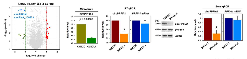 circPPFIA1의 선별