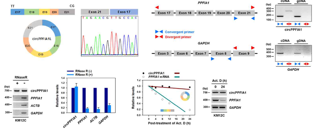 circPPFIA1의 검증