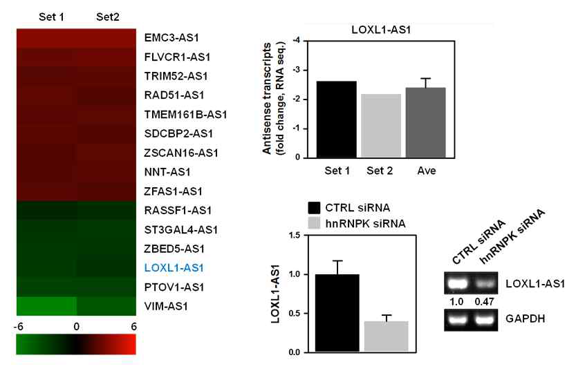 hnRNPK에 의한 LOXL1-AS1의 발현 조절