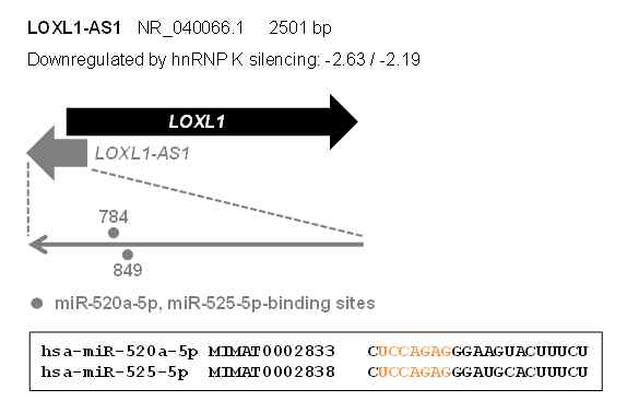 LOXL1-AS1에 결합하는 miRNA의 선별