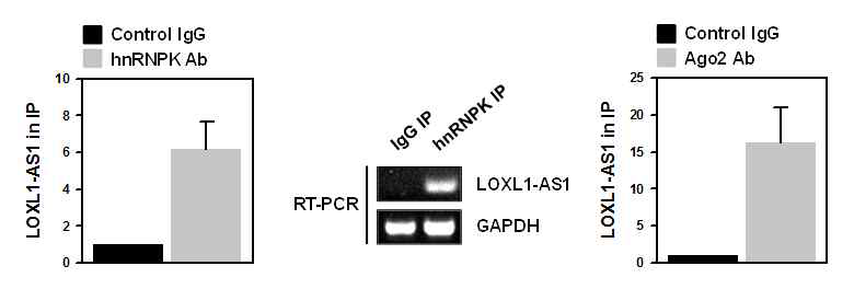 LOXL1-AS1의 hnRNPK 및 miRNA와의 상호작용