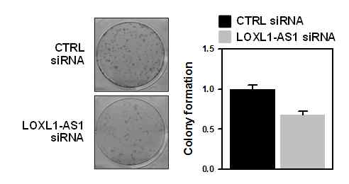 LOXL1-AS1에 의한 암세포 성장조절