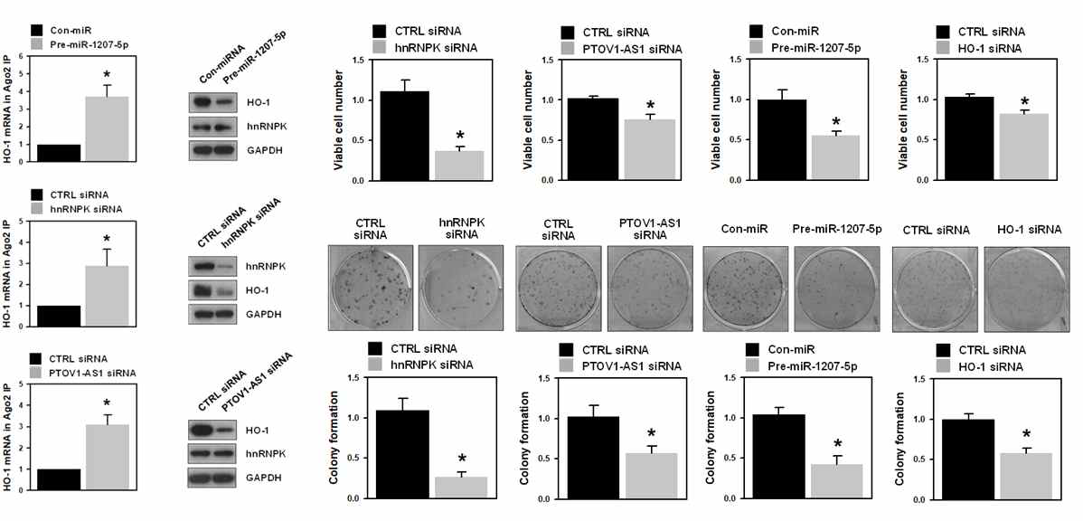 hnRNPK/PTOV-1-AS1에 의한 HO1의 발현조절 및 암세포 성장 조절