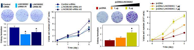 LINC00263의 발현에 따른 암 세포 성장 조절