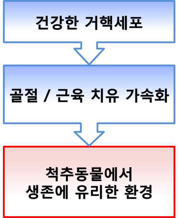 척추 동물의 생존과 거핵세포