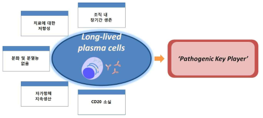 루푸스 병인에서 장기생존 형질세포의 역할