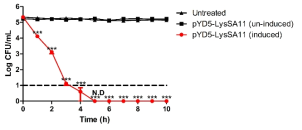 산성 pH에서 surface-displayed LysSA11의 항균활성