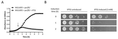 항균 단백질 ORF52의 활성 능력 (A) 시간에 따른 흡광도 분석 (B) 시간에 따른 세균의 수 (CFU) 측정