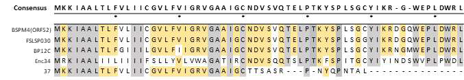 파지 단백질 ORF52의 mutiple sequence alignment