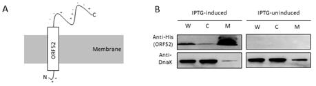 (A) 예측된 ORF52의 형태, (B) Western blot 결과를 통한 항균 단백질 ORF52의 위치 확인. (W, Whole lysate; C, cytosol; M, membrane)