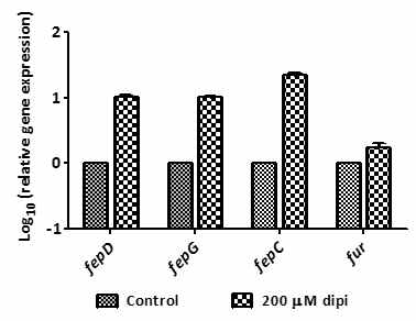 qRT-PCR을 통한 200 μM 2,2’-dipyridyl (dipi) 처리 후 fepDGC의 발현량 비교