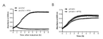 세포 내에서 항균단백질 ORF52 (A) 및 holin (B) 간의 안전성 확인 및 비교 분석