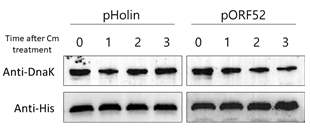 세포 내에서 항균단백질 ORF52 및 holin 간의 안전성 확인 및 비교 분석