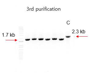 POP10_ORF076 mutant phage 확인을 위한 DNA 전기영동 (C: Wild type POP10)