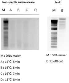 Phage BSPM4 DNA 단편화 결과 (왼쪽 : non-specific endonuclease, 오른쪽 : 제한효소 EcoRI)