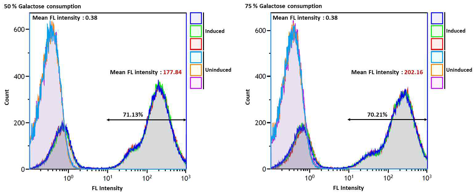 Yeast display 효율을 확인하기 위한 Flow cytometry 분석