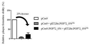 Phage POP72 감염도 비교를 위한 plaque assay