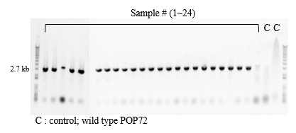 Phage POP72의 염기서열 변화를 확인하기 위한 PCR (C : wild type POP72)