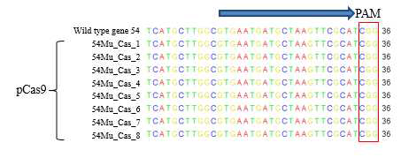Phage POP72의 염기서열 변화를 확인하기 위한 sequence 분석