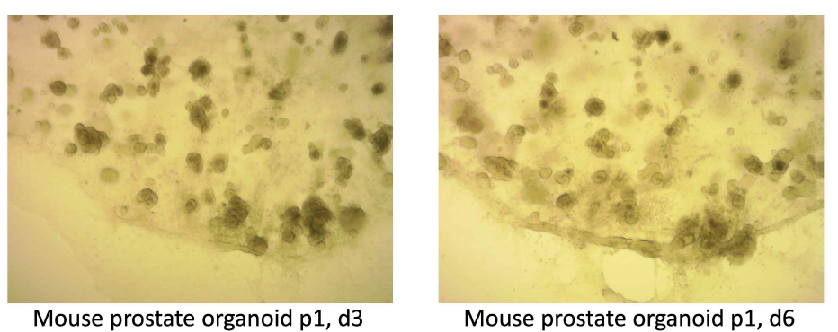 쥐의 전립선을 채취하여 그 조직으로부터 제작한 오가노이드