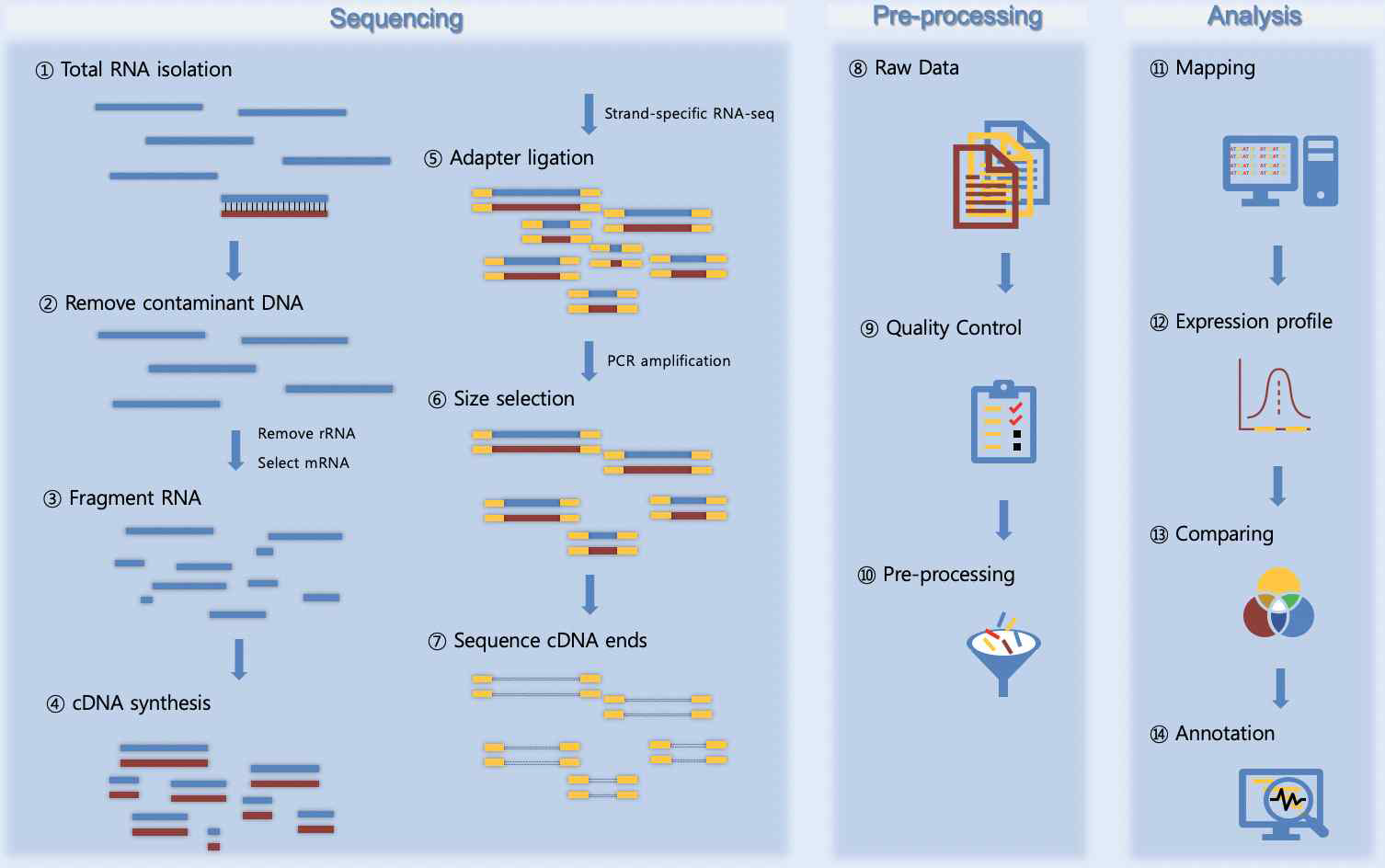 RNA-seq의 작업 flow