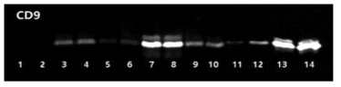 Cytokines 및 저산소배양을 통해 얻어진 CD9-positive exosomes. Lanes 1~6: 정상배양 ADSC, Lanes 7~8: 저산소배양 ADSC, Lanes 9~12: 정상배양 AMSC, Lanes 13~14: 저산소배양 AMSC