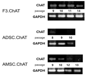 ChAT 유전자 탑재 인간 줄기세포의 계대배양에 따른 유전자 발현 변화