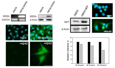 MSRA 유전자(HMO6.MSRA, 좌) 및 NEP 유전자(HMO6.NEP, 우) 탑재 인간 microglial cells