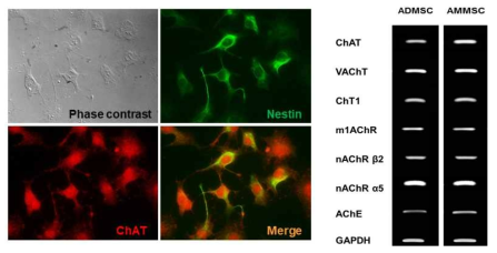 NGF+BDNF+RA 처리에 따른 ADMSC 및 AMMSC의 콜린성 신경세포 분화(좌) 및 ChAT 발현(우)