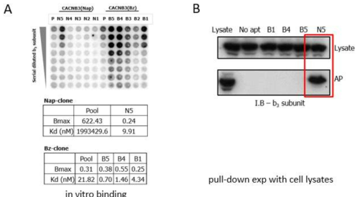 Cavβ3결합 압타머의 발굴 A. Cavβ3에 대한 발굴 압타머의 in vitro binding 결과. B. Cavβ3 결합 압타머의 pulldown 실험 결과