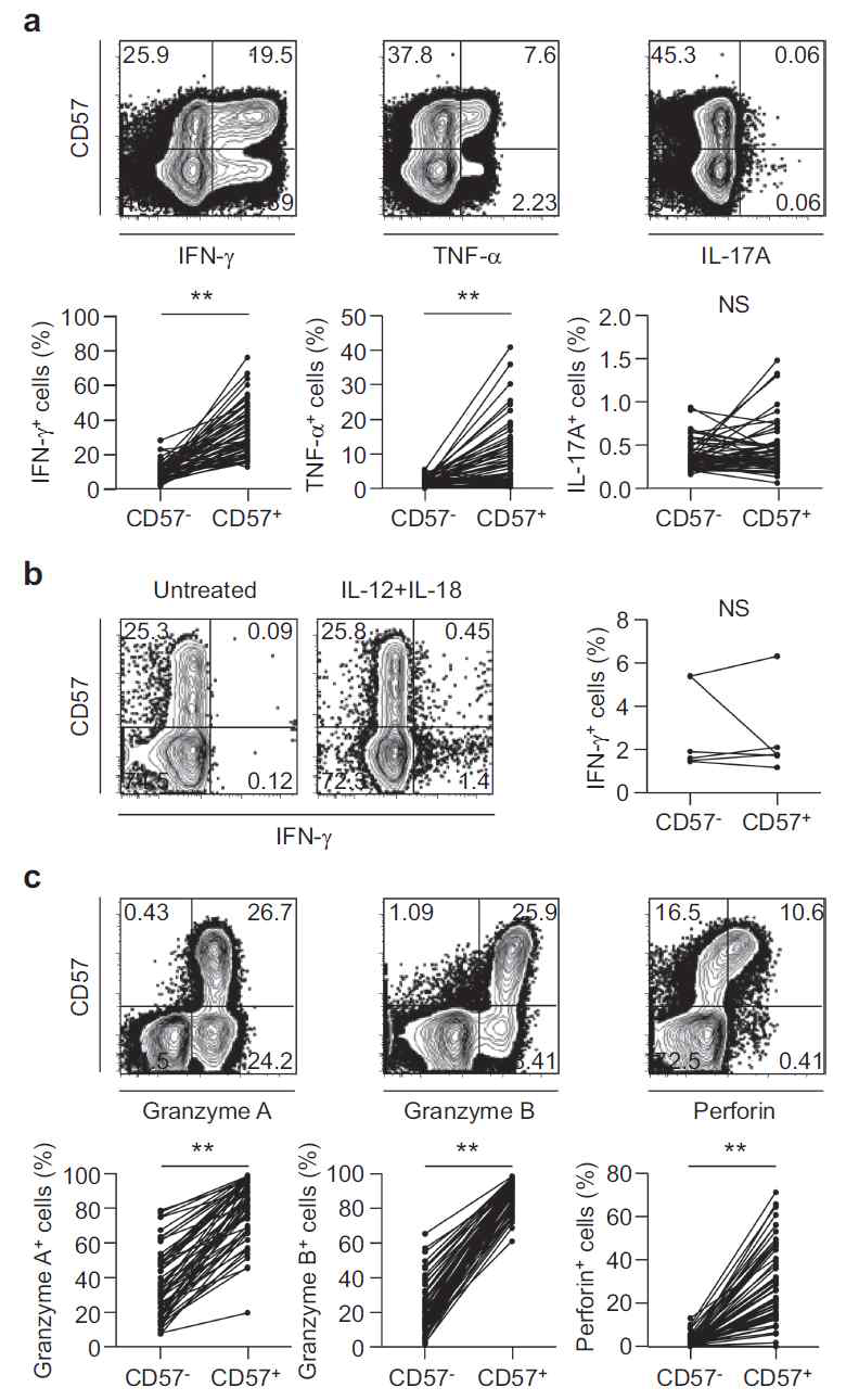 CD57+ T세포와 CD57- T세포의 기능분석