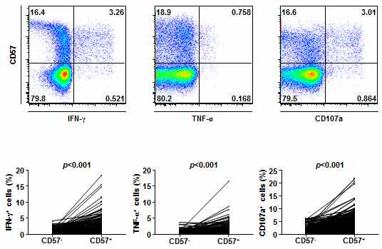 CMV pp65 항원 자극에 대한 CD57+ 노화 T세포의 반응성