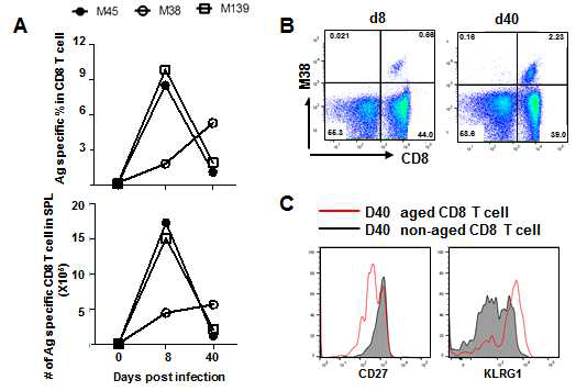 마우스에 MCMV 감염 후 40일이 되었을 때 다른 에피토프에 특이적인 CD8 T세포들은 contraction을 겪지만, M38 에피토프에 대한 CD8 T세포들은 지속적으로 증가함(A & B). 이들은 CD27-KLRG1+ 인 노화 T세포의 특성을 나타냄(C)
