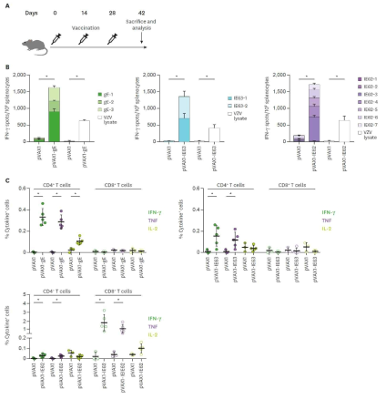 B6 마우스에 pVAX1-gE, pVAX1-IE63, pVAX1-IE62 등 3가지 대상포진 DNA 백신을 투여하고(A) IFN-g ELISPOT assay (B) 및 intracellular cytokine staining (C)으로 T세포 반응을 분석함